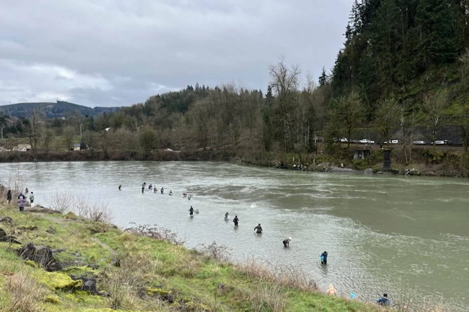 caption: Dipnetters stand in the Cowlitz River in southwest Washington to harvest smelt on Feb. 15, 2024.