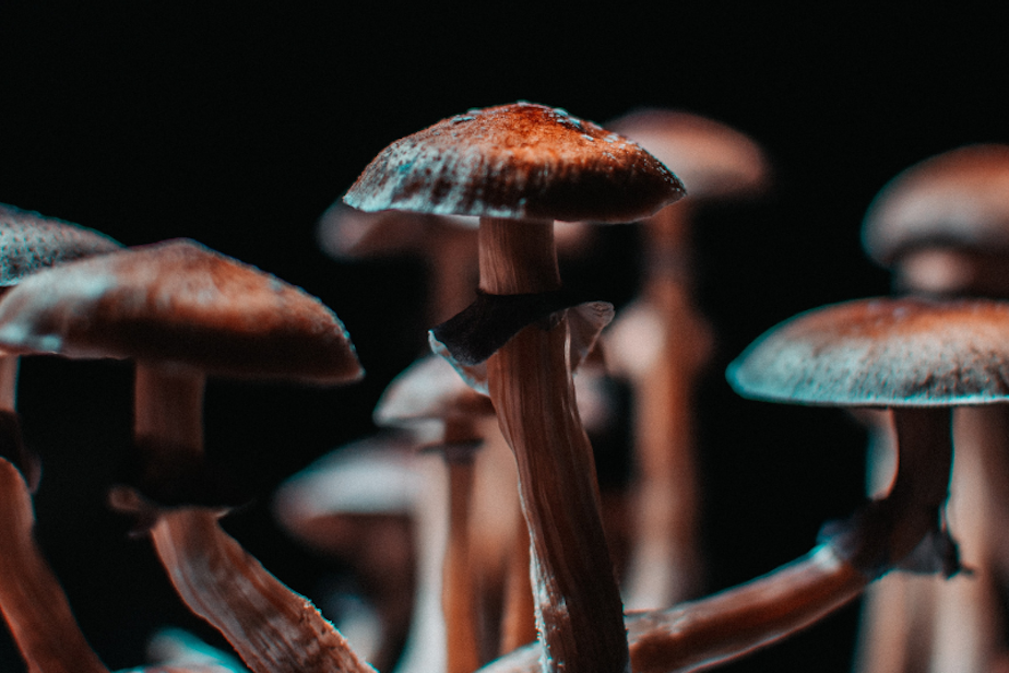 caption: Psilocybin is the psychoactive chemical in "magic mushrooms."