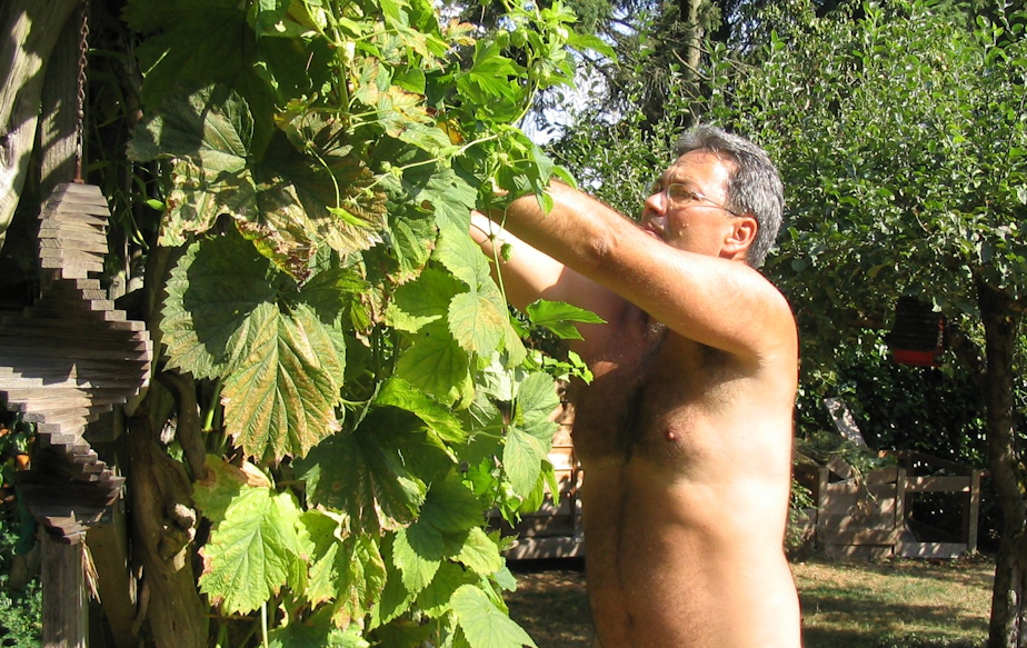 caption: Mark Storey, one of the Seattle founders of World Naked Gardening Day, prunes hops in the buff in his yard in Shoreline.